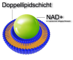 nad+_liposomal